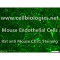 C57BL/6-GFP Mouse Primary Colonic Microvascular Endothelial Cells